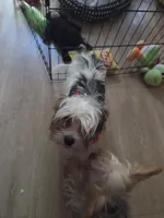 Axl, a male Yorkshire Terrier for sale in La Puente, CA – 4 of 10