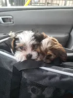 Axl, a male Yorkshire Terrier for sale in La Puente, CA – 6 of 6