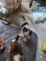 Axl, a male Yorkshire Terrier for sale in La Puente, CA – 4 of 6