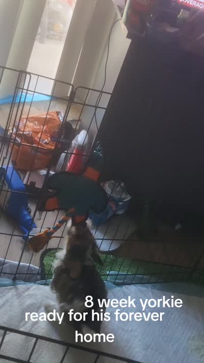 Chip, a male Yorkshire Terrier for sale in La Puente, CA – 4 of 4