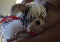 Axl, a male Yorkshire Terrier for sale in La Puente, CA – 8 of 10