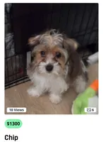 Chip, a male Yorkshire Terrier for sale in La Puente, CA – 2 of 10