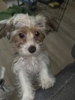 Chip, a male Yorkshire Terrier for sale in La Puente, CA – 6 of 6