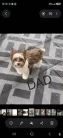 Chip, a male Yorkshire Terrier for sale in La Puente, CA – 4 of 10