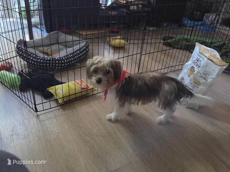 Chip – Yorkshire Terrier puppy for sale in La Puente, CA