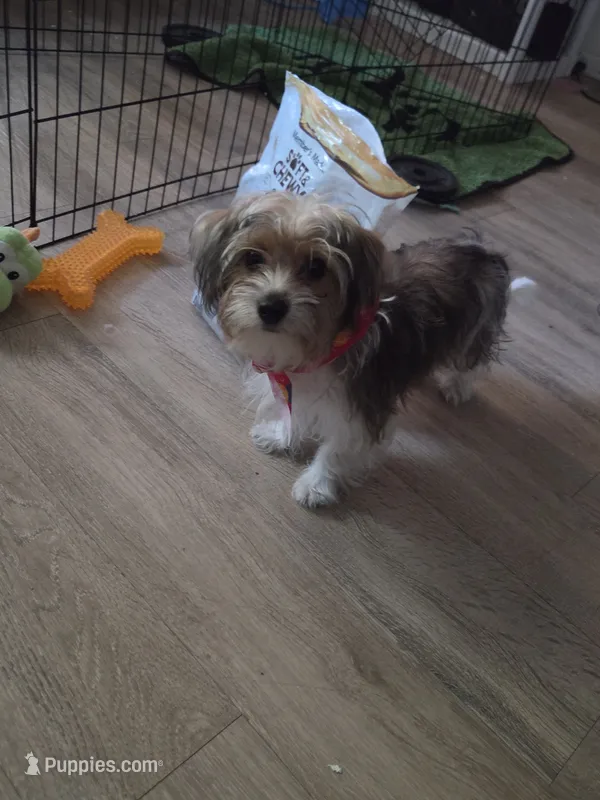 Chip – Yorkshire Terrier puppy for sale in La Puente, CA