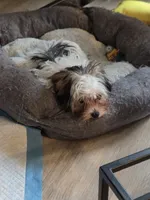 Axl, a male Yorkshire Terrier for sale in La Puente, CA – 2 of 10