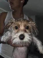 Chip, a male Yorkshire Terrier for sale in La Puente, CA – 7 of 9