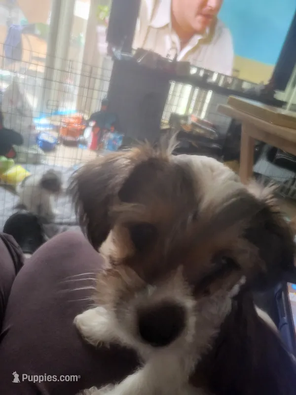 Chip – Yorkshire Terrier puppy for sale in La Puente, CA