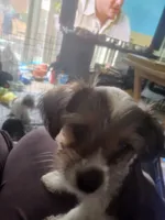 Chip, a male Yorkshire Terrier for sale in La Puente, CA – 1 of 4