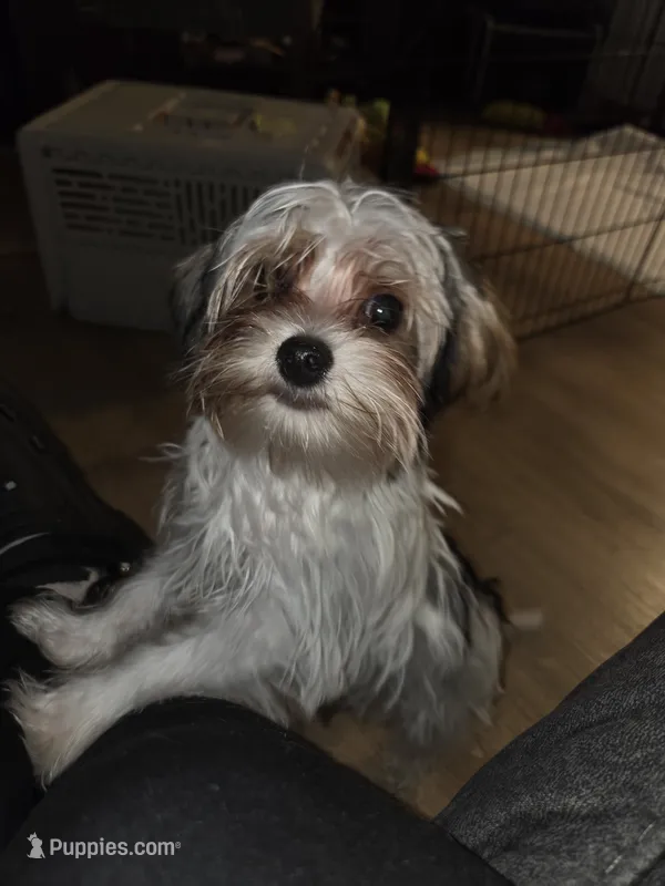 Axl – Yorkshire Terrier puppy for sale in La Puente, CA