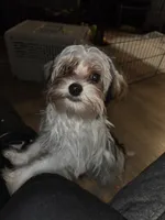 Axl, a male Yorkshire Terrier for sale in La Puente, CA – 1 of 5