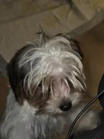 Axl, a male Yorkshire Terrier for sale in La Puente, CA – 5 of 5