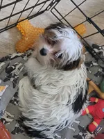 Axl, a male Yorkshire Terrier for sale in La Puente, CA – 3 of 5