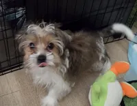 Chip, a male Yorkshire Terrier for sale in La Puente, CA – 2 of 6