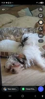 Axl, a male Yorkshire Terrier for sale in La Puente, CA – 4 of 5