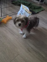 Chip, a male Yorkshire Terrier for sale in La Puente, CA – 4 of 9