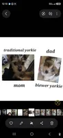 Chip, a male Yorkshire Terrier for sale in La Puente, CA – 3 of 10