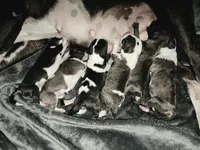 Miniature Bull Terrier , a male Miniature Bull Terrier for sale in Bridgeton, NJ – 2 of 6