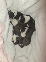 Miniature Bull Terrier , a male Miniature Bull Terrier for sale in Bridgeton, NJ – 5 of 6