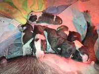 Miniature Bull Terrier , a male Miniature Bull Terrier for sale in Bridgeton, NJ – 6 of 6