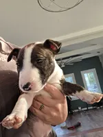 Minature Bull Terrier pups , a female Miniature Bull Terrier for sale in Bridgeton, NJ – 6 of 9