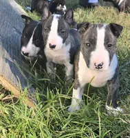 Minature Bull Terrier pups , a female Miniature Bull Terrier for sale in Bridgeton, NJ – 5 of 9