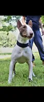 Miniature Bull Terrier , a male Miniature Bull Terrier for sale in Bridgeton, NJ – 4 of 6