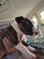 Minature Bull Terrier pups , a female Miniature Bull Terrier for sale in Bridgeton, NJ – 1 of 9