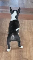 Minature Bull Terrier pups , a female Miniature Bull Terrier for sale in Bridgeton, NJ – 2 of 9