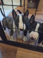 Minature Bull Terrier pups , a female Miniature Bull Terrier for sale in Bridgeton, NJ – 8 of 9