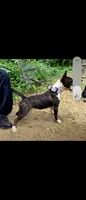 Miniature Bull Terrier , a male Miniature Bull Terrier for sale in Bridgeton, NJ – 3 of 6