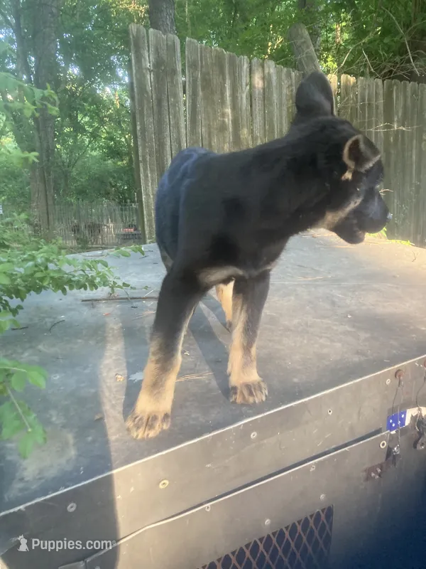 German Shepherd girl – German Shepherd Dog puppy for sale in Albemarle, NC