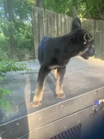 German Shepherd girl, a female German Shepherd Dog for sale in Albemarle, NC – 1 of 5