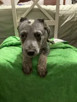 Australian Shepherd boy, a male Australian Cattle Dog for sale in Albemarle, NC – 2 of 9