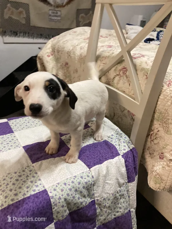 Jack Russell girl #3 – Jack Russell Terrier puppy for sale in Albemarle, NC