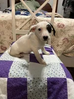 Jack Russell girl #3, a female Jack Russell Terrier for sale in Albemarle, NC – Photo 4 of 5