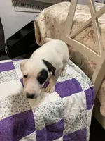 Jack Russell girl #3, a female Jack Russell Terrier for sale in Albemarle, NC – Photo 2 of 5