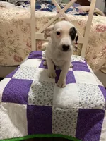 Jack Russell girl #3, a female Jack Russell Terrier for sale in Albemarle, NC – Photo 3 of 5