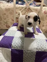 Jack Russell girl #3, a female Jack Russell Terrier for sale in Albemarle, NC – Photo 5 of 5