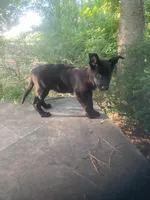 German Shepherd boy, a male German Shepherd Dog for sale in Albemarle, NC – 2 of 5