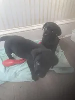 Black males, a male Labrador Retriever for sale in Albemarle, NC – Photo 9 of 10