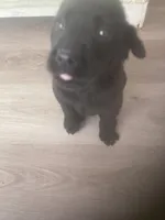 Black males, a male Labrador Retriever for sale in Albemarle, NC – Photo 7 of 10