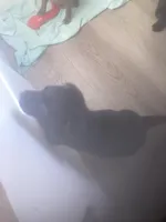 Black males, a male Labrador Retriever for sale in Albemarle, NC – Photo 10 of 10