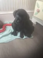 Black males, a male Labrador Retriever for sale in Albemarle, NC – Photo 6 of 10