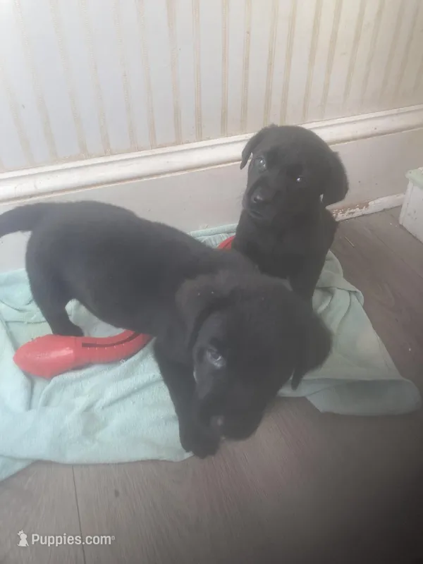 Black males, a male Labrador Retriever for sale in Albemarle, NC – Photo 1 of 10
