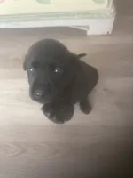 Black males, a male Labrador Retriever for sale in Albemarle, NC – Photo 5 of 10