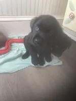 Black males, a male Labrador Retriever for sale in Albemarle, NC – Photo 4 of 10