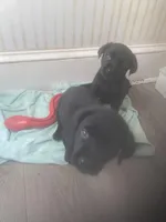 Black males, a male Labrador Retriever for sale in Albemarle, NC – Photo 8 of 10