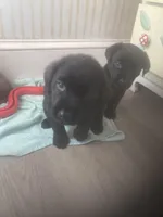 Black males, a male Labrador Retriever for sale in Albemarle, NC – Photo 2 of 10